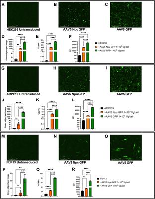 Protein trans-splicing: optimization of intein-mediated GFP assembly as a model for the development of gene therapy